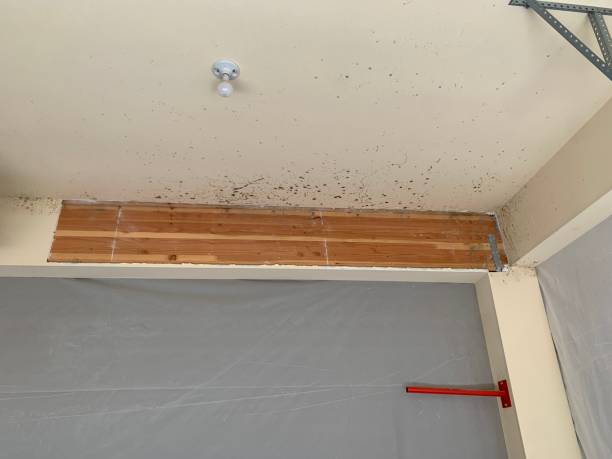 Best Crawl Space Mold Remediation  in Salida Del Sol Estates, TX