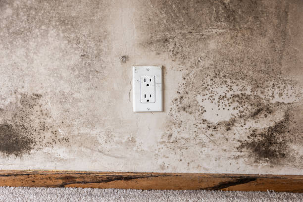 Best Mold Documentation for Insurance Claims  in Salida Del Sol Estates, TX
