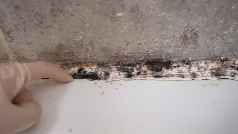  Salida Del Sol Estates, TX Mold Removal Pros