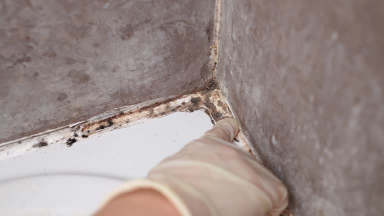Best Black Mold Removal  in Salida Del Sol Estates, TX