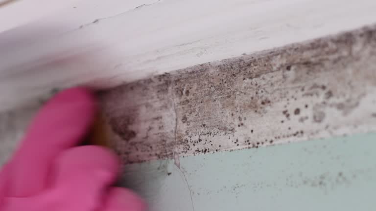 Best Commercial Mold Inspection  in Salida Del Sol Estates, TX